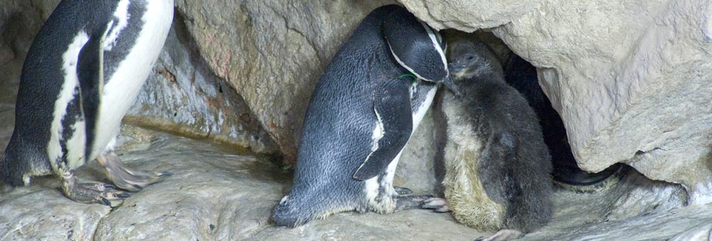 E’ nato un pinguino di Magellano