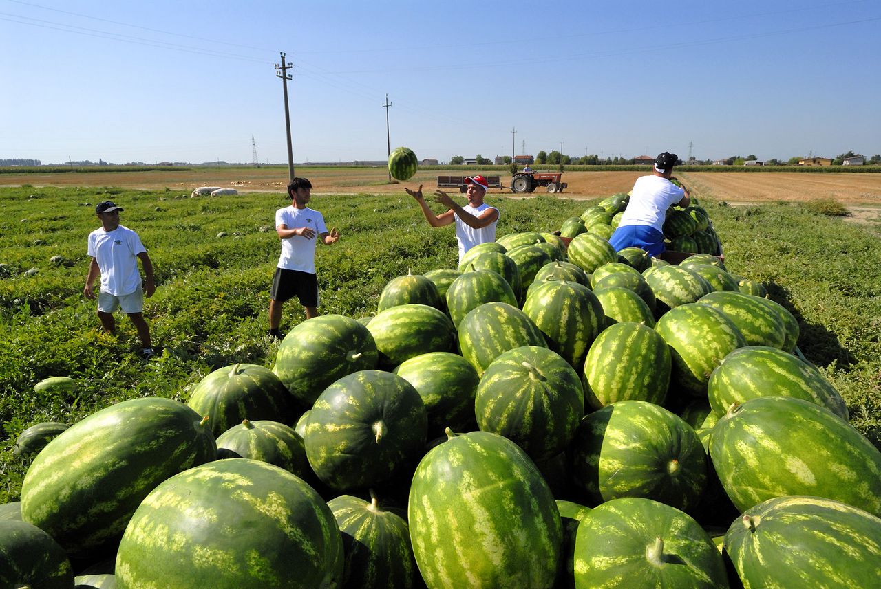 65mila le imprese agricole guidate da ‘under 35’