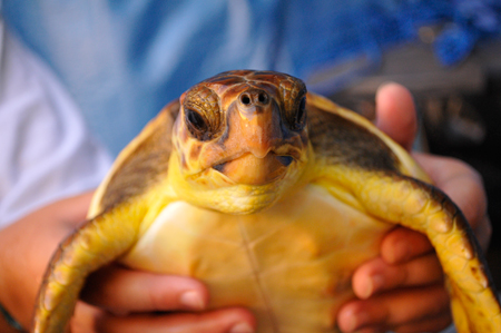 Pisa: sequestrate tartarughe di specie protetta