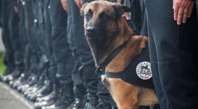 diesel