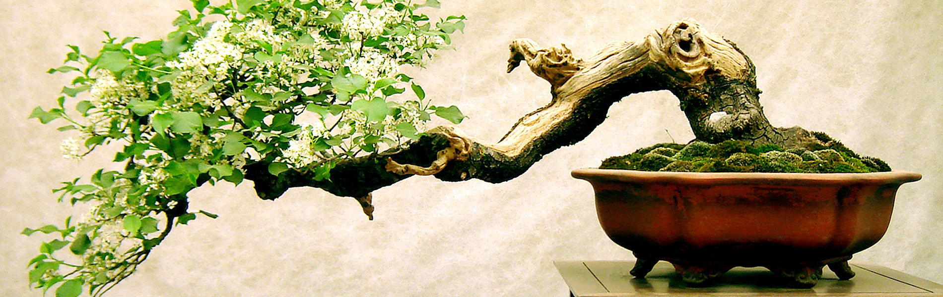 Air Bonsai, quando la tradizione millenaria sposa la tecnologia