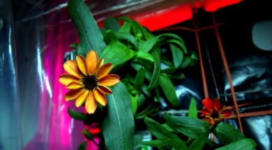 fiori nello spazio