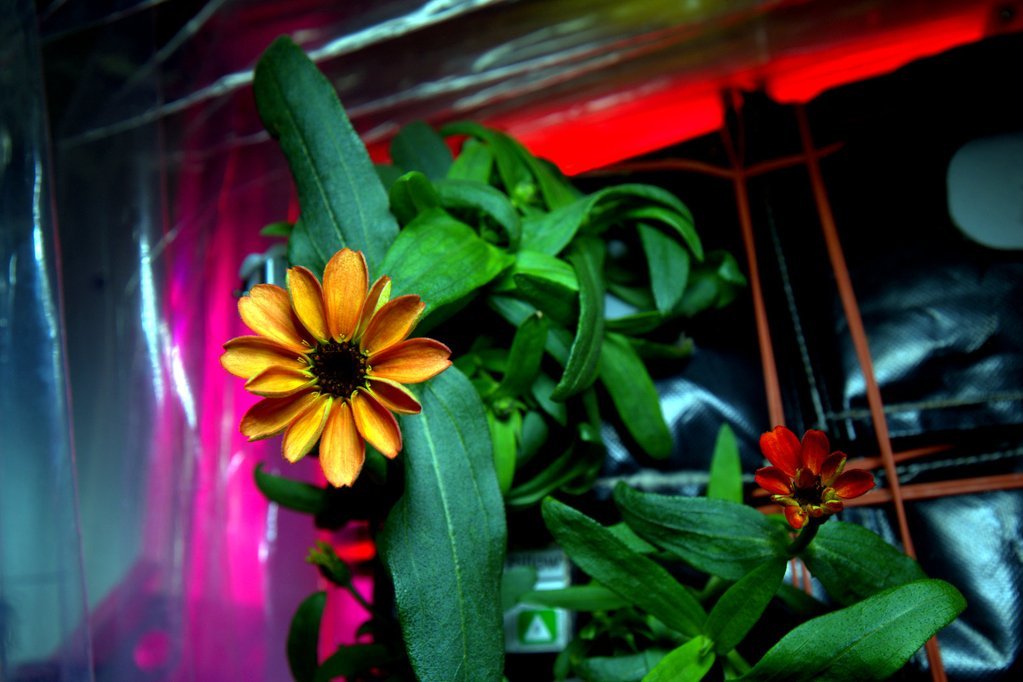 ISS: sbocciano i primi fiori coltivati nello spazio