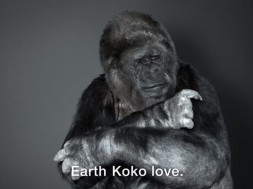 koko