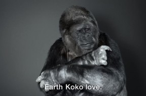 koko