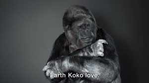 koko