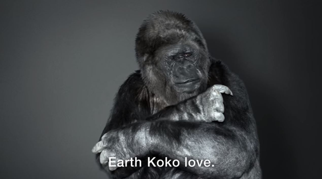 Il commovente messaggio di Koko.