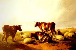 mucche e pecore