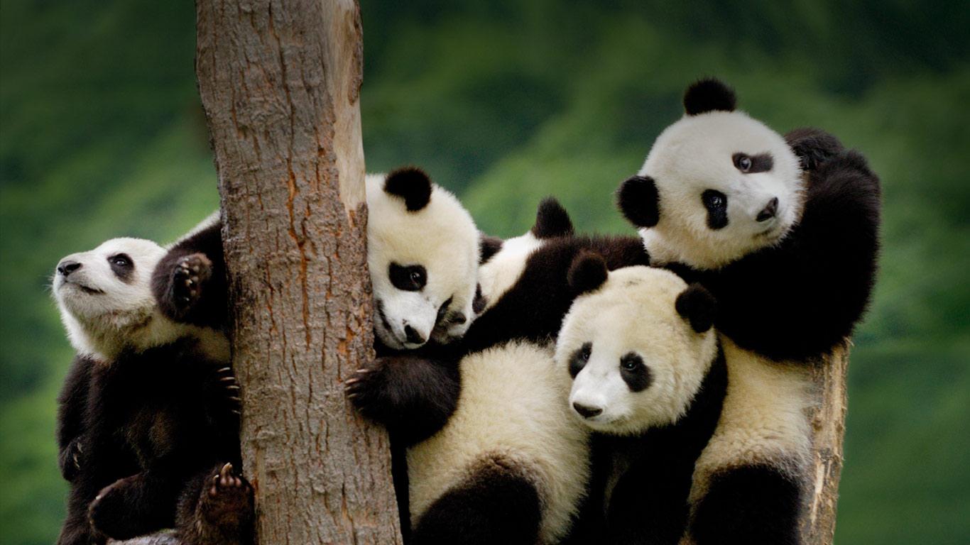 Il panda è salvo. Grazie a Greenpeace