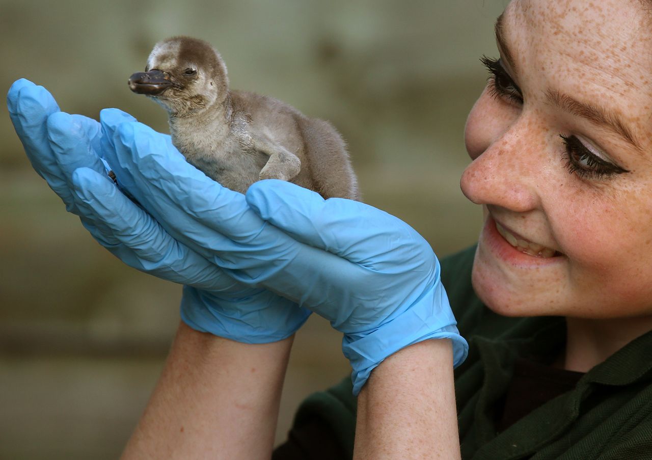 Nel cincinnati zoo è nato il pinguino Bowie