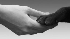 diritti animali 672x372