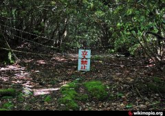 foresta dei suicidi