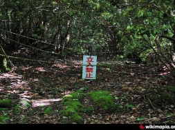 foresta dei suicidi