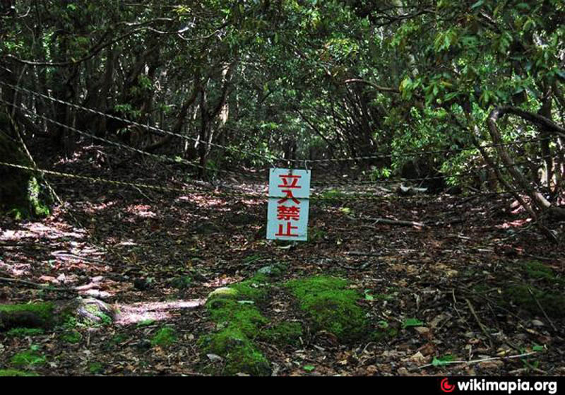 Aokigahara, la storia vera della “foresta dei suicidi”