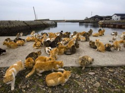 isola dei gatti