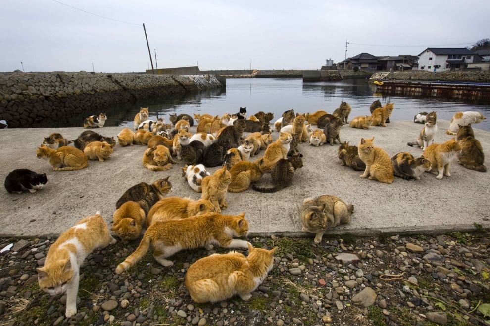 In Giappone c’è l’isola dei gatti: il paradiso felino popolato da un’armata di mici