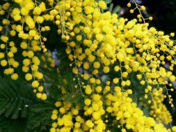 mimosa