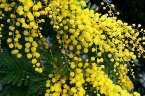 mimosa