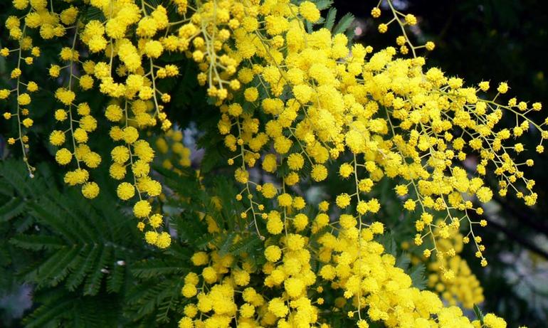 Mimose già in fiore: è stato il gennaio più caldo dal 1880