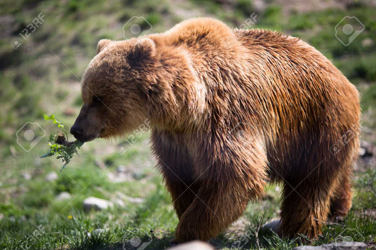 Greenpeace, la Foresta del Grande Orso è salva, storico accordo in Canada