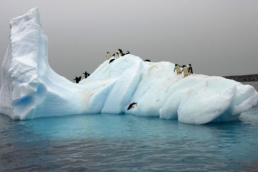 Pinguini in fuga, la strage dell’iceberg killer