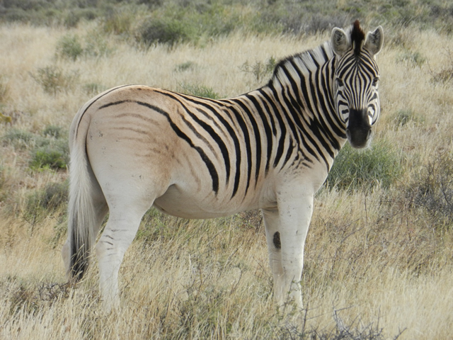 Rau Quagga, torna in Sudafrica il cugino estinto della zebra