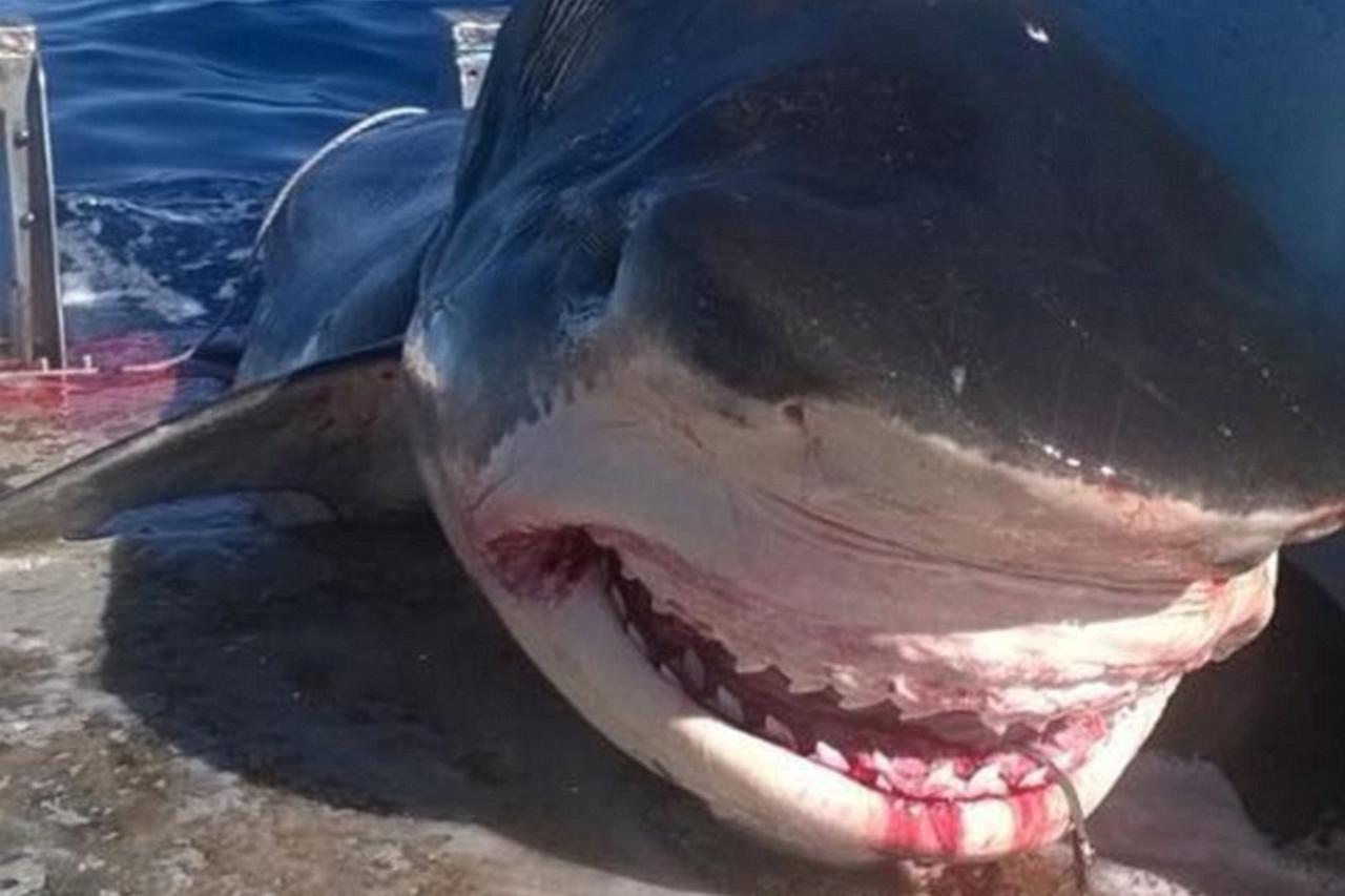 Cannibalismo tra squali all’acquario di Seul