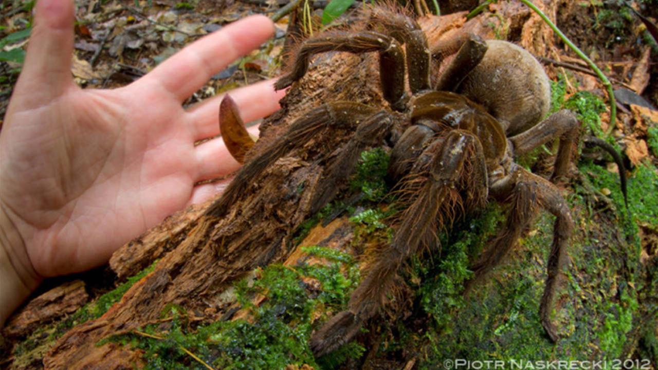 A Genova “Spiders” la mostra scientifica dei ragni giganti