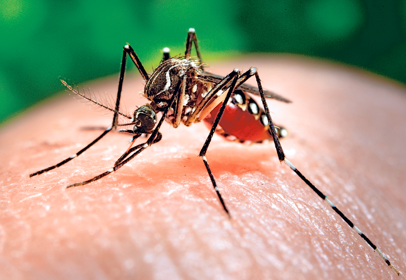 Virus Zika: rilevato per la prima volta nel liquido amniotico di due donne‏