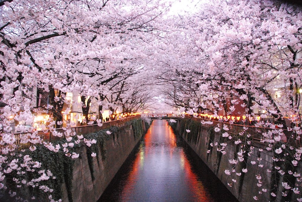 Hanami, a Roma si passeggia sotto i ciliegi giapponesi