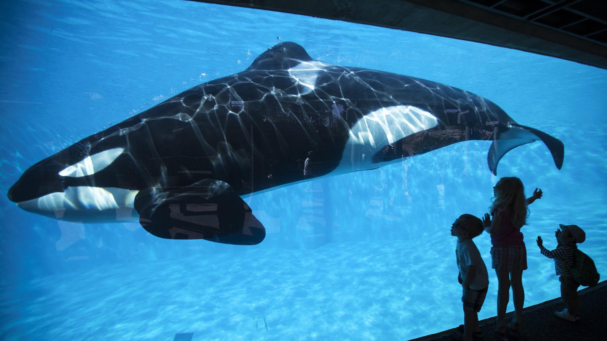 SeaWorld, annuncio a sorpresa: stop agli spettacoli con le Orche