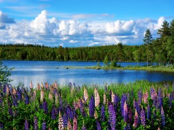 Scandinavian summer landscape
