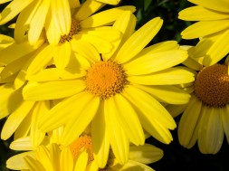 Arnica