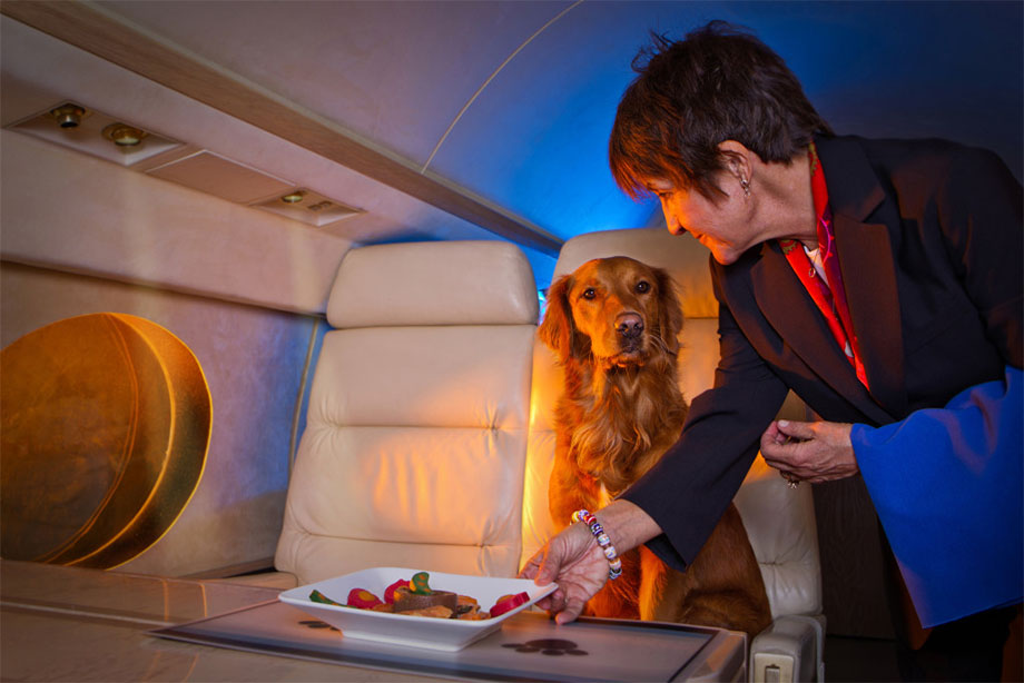 Volare con il cane in cabina. Ora si può