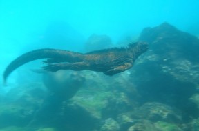 iguana-marina