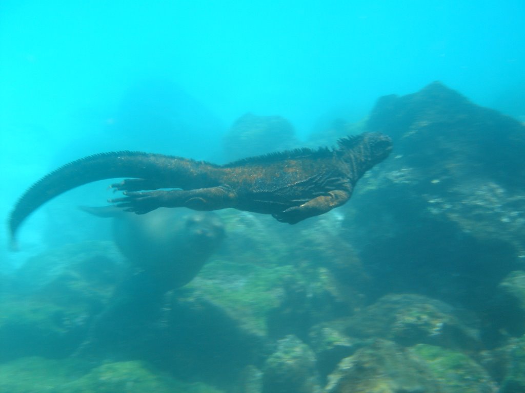 Il “Godzilla delle Galapagos”, filmata mostruosa iguana marina di 2 metri