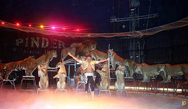 Dagli orrori del circo all’Africa, 33 leoni assaporano la libertà