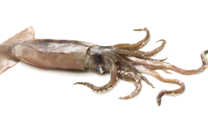 Alimentari: totani, polpi e calamari sbiancati, il merito è dell’acqua ossigenata il consumatore lo sa?