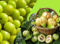 Garcinia-Cambogia