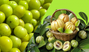 Garcinia Cambogia