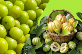 Garcinia-Cambogia