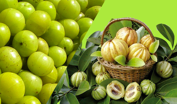 Garcinia cambogia: un ottimo integratore che fa perdere peso?