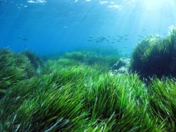alghe_piante_marine