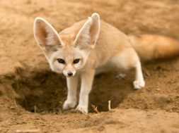 fennec-fox-hole