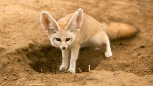 fennec fox hole