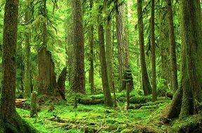 foreste