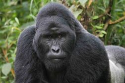 gorilla 01