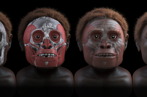 homo floresiensis