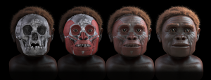 homo floresiensis