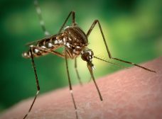 zanzara Aedes Aegypti